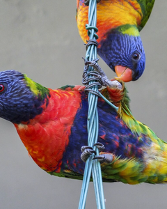 Klimtouw, netten & ladders