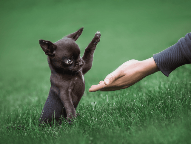 Training van puppy’s