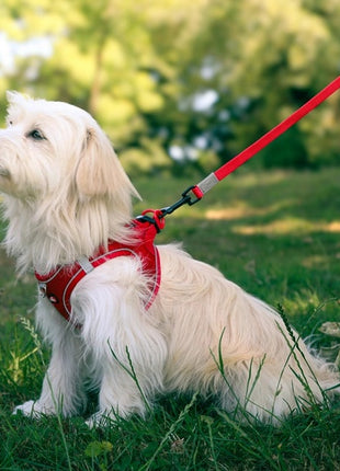 Zolux Szelki oddychające z siatki M czerwone