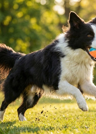 Zolux Zabawka do aportowania piłka rugby Tao 8,5cm