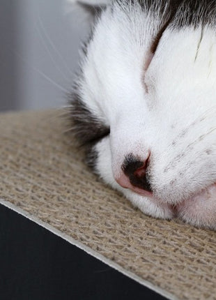 MyKotty Drapak Vigo czarny